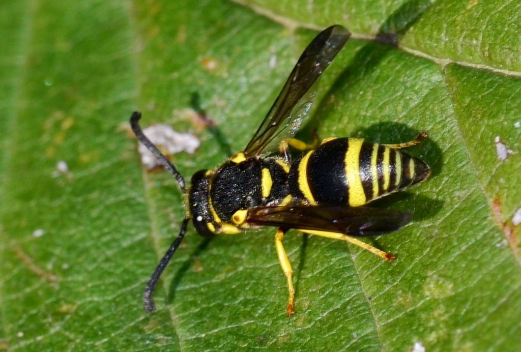 Vespidae Eumeninae